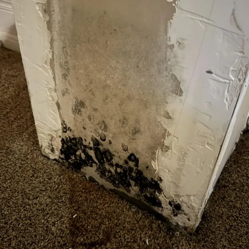 Professional Mold Removal in Milan, NH